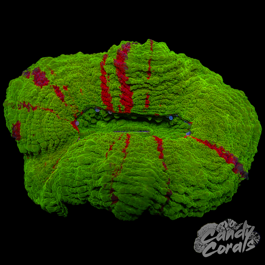 Ultra Gold Scoly WYSIWYG 5