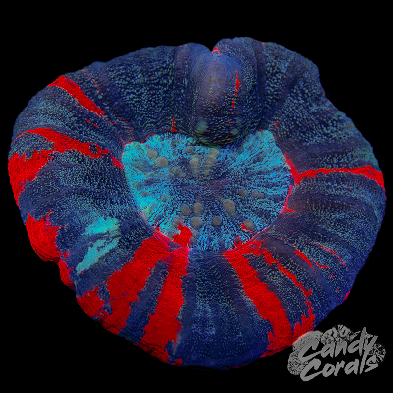 Galaxy War Paint Scoly WYSIWYG 4