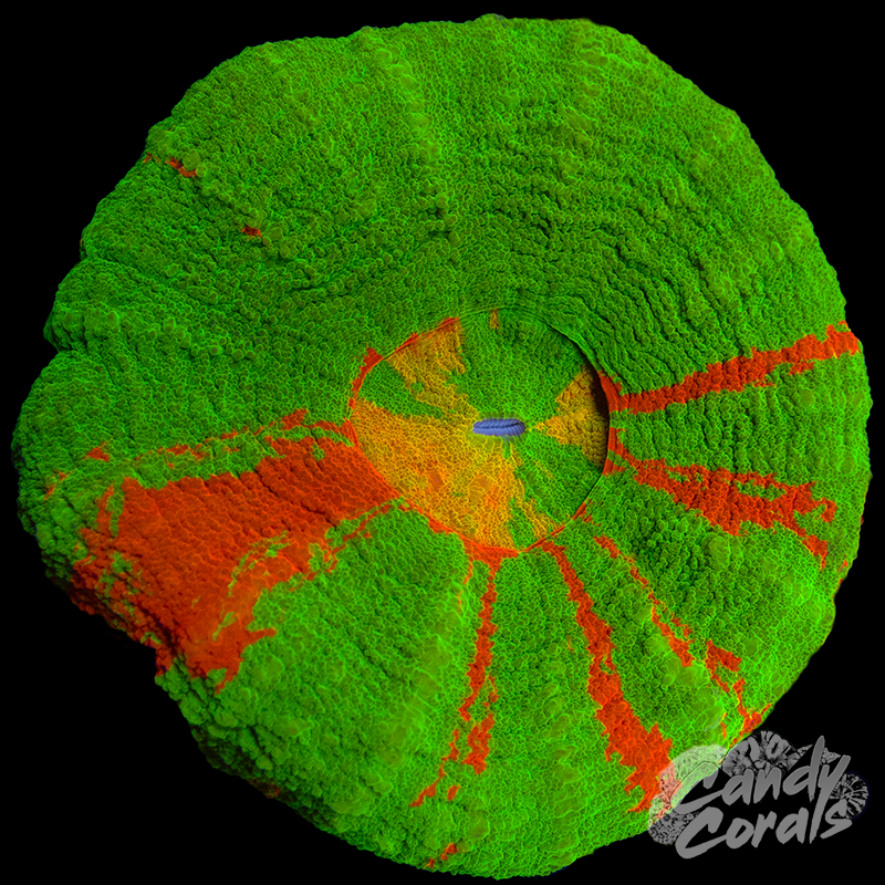 Ultra Scoly WYSIWYG 13