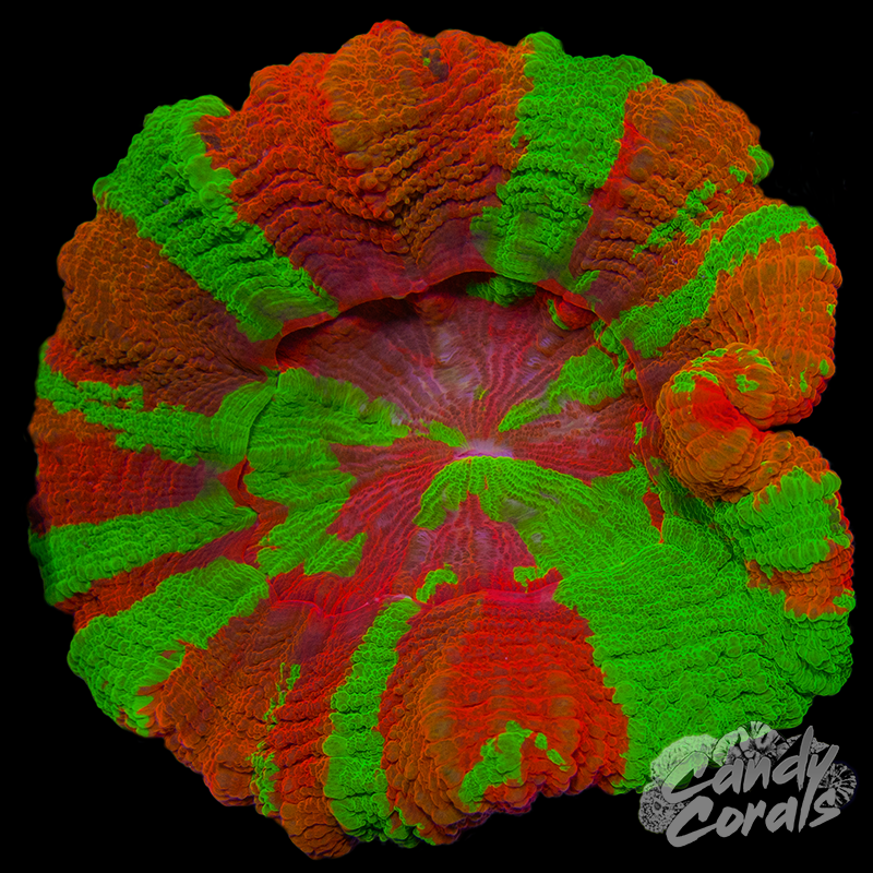 Ultra Scoly WYSIWYG 7