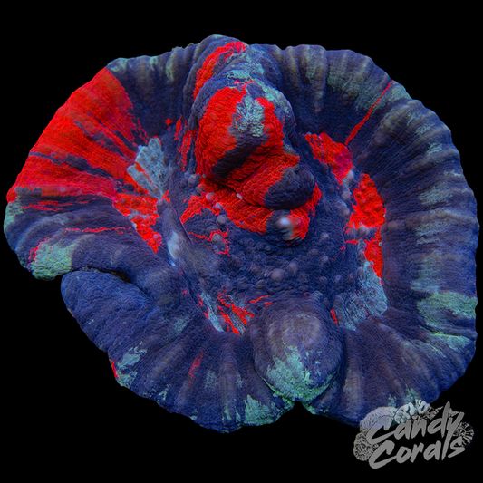 Double Trouble War Paint Scoly WYSIWYG 2