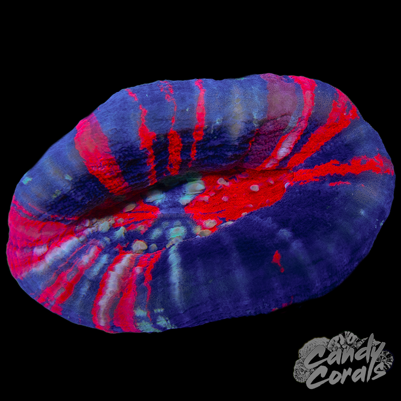 War Paint Scoly WYSIWYG 90