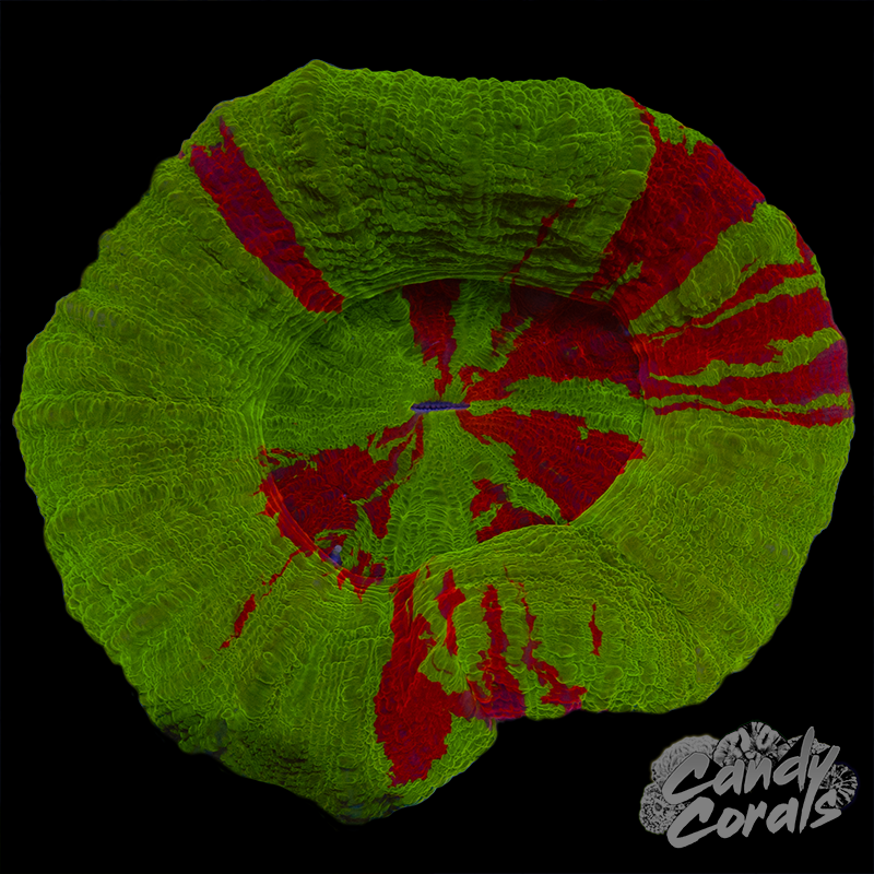 Bleeding Apple Scoly WYSIWYG 91