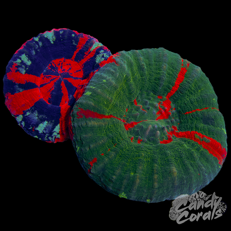 Double Scoly WYSIWYG 3