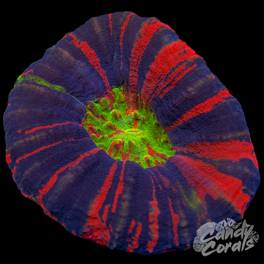 Master Scoly WYSIWYG 54