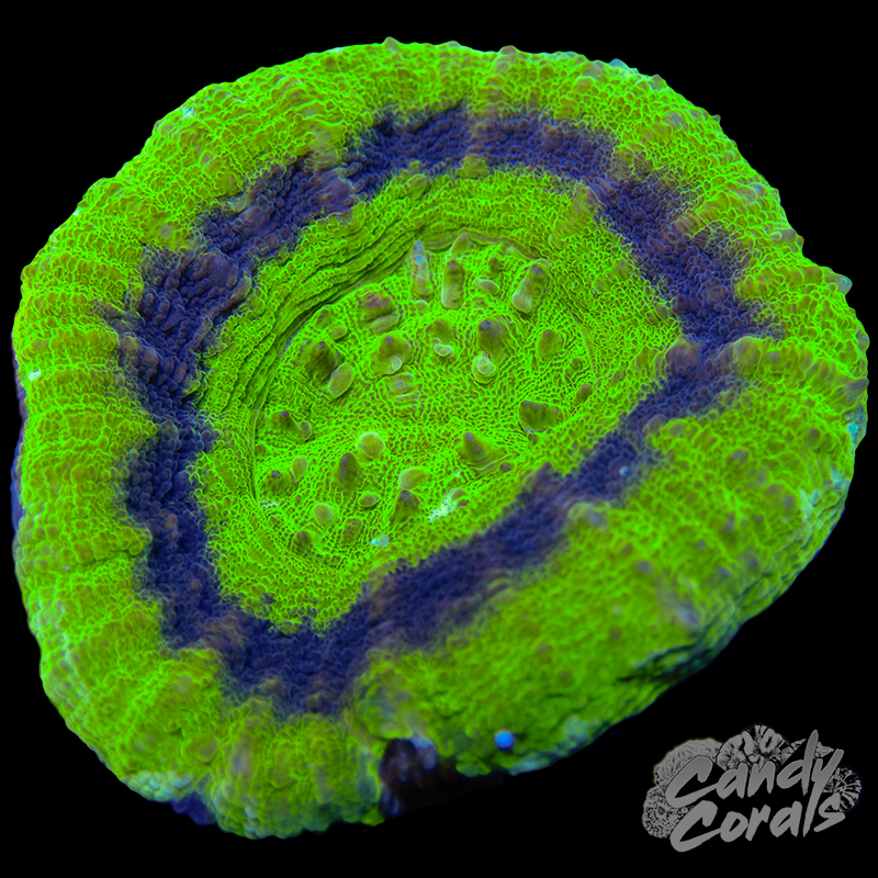 UFO Scoly WYSIWYG 11