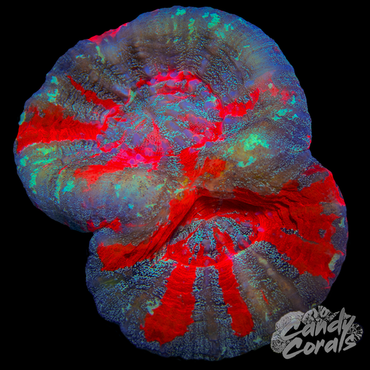 Double Head Galaxy War Paint Scoly WYSIWYG 4