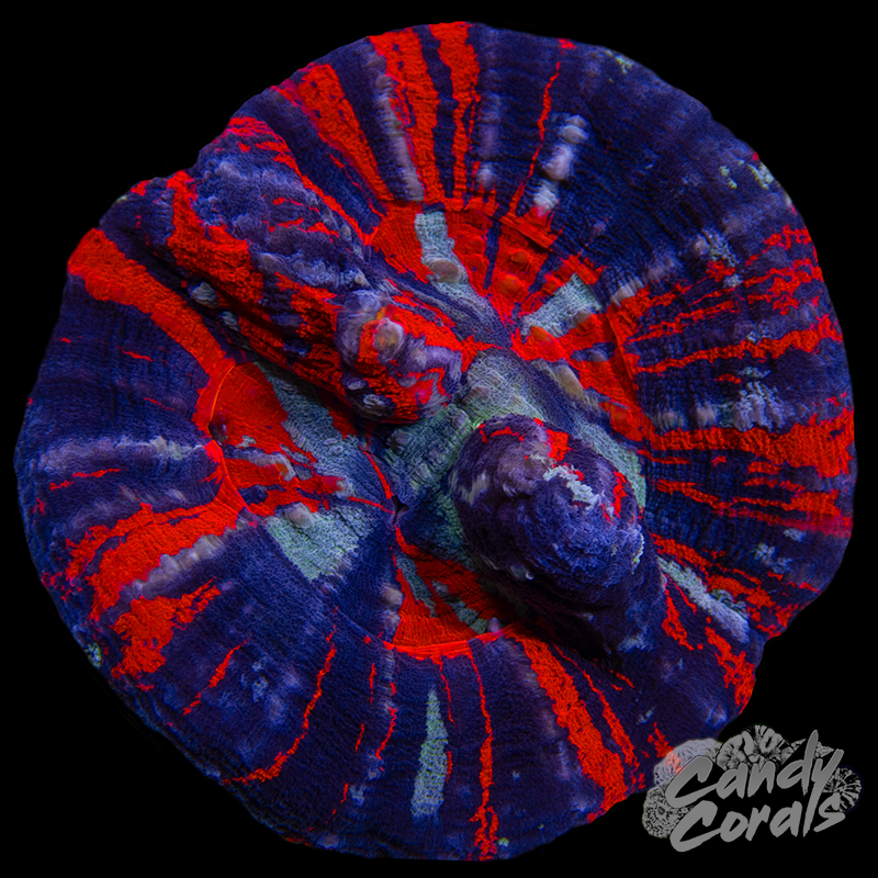 Double Head War Paint Scoly WYSIWYG 3