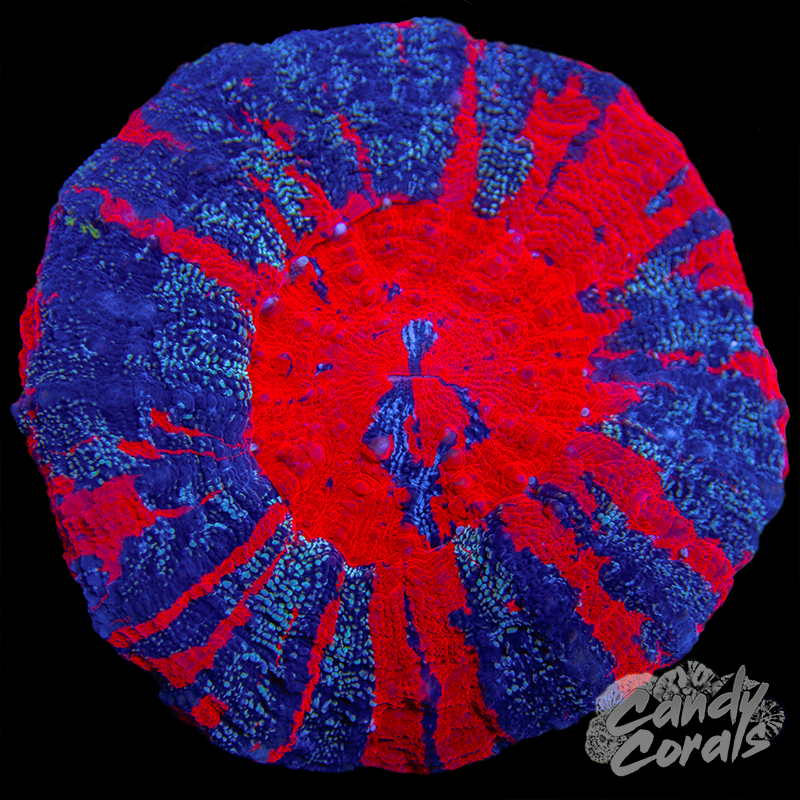 Galaxy War Paint Scoly WYSIWYG 10