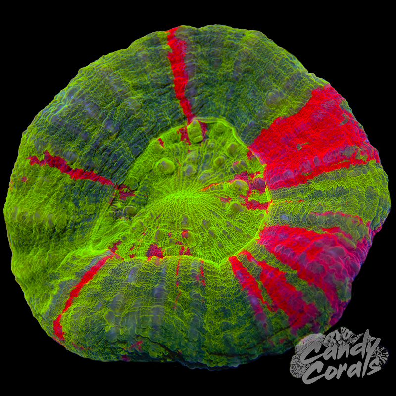 Bleeding Apple Scoly WYSIWYG 85
