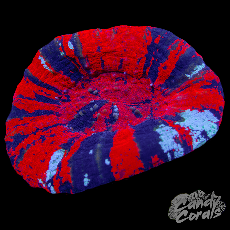 War Paint Scoly WYSIWYG 23