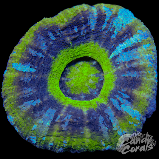 UFO Scoly WYSIWYG 12