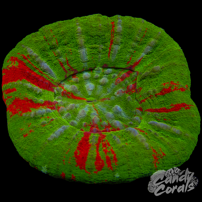 Bleeding Apple Scoly WYSIWYG 44