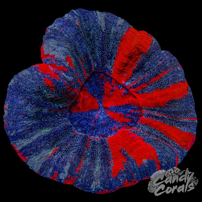 Galaxy War Paint Scoly WYSIWYG 5