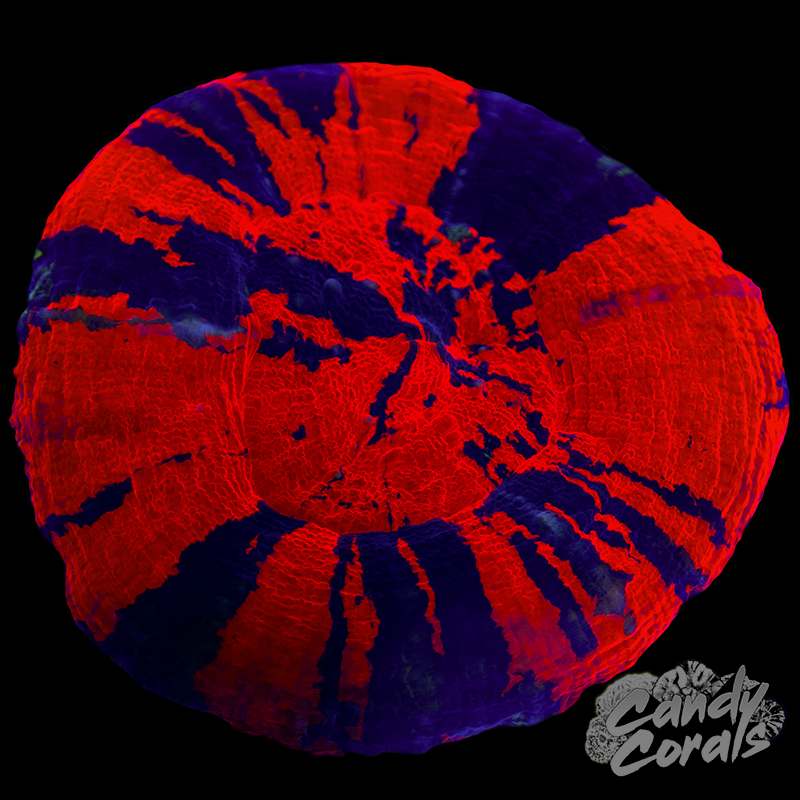 War Paint Scoly WYSIWYG 20
