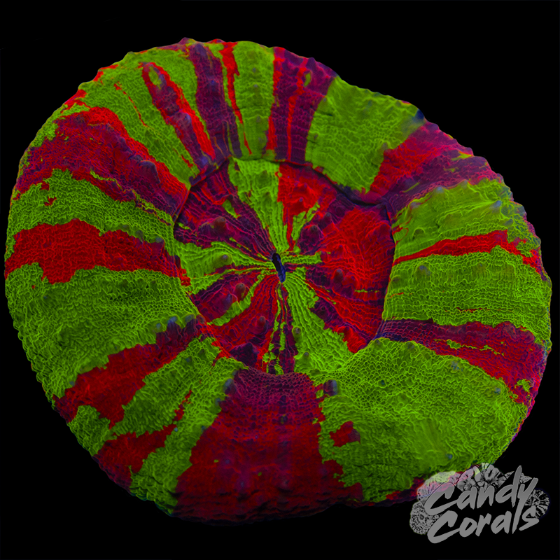 Ultra Bleeding Apple Scoly WYSIWYG 11
