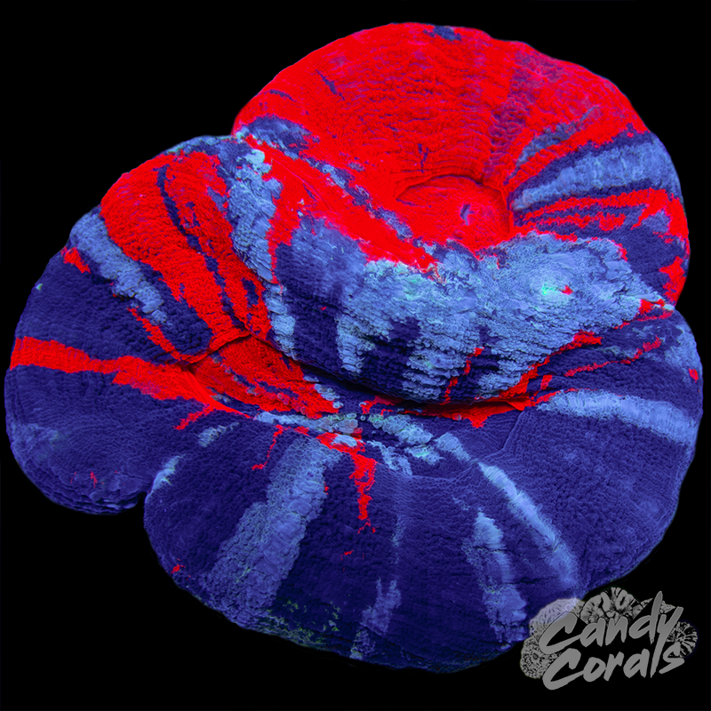 Double Head War Paint Scoly WYSIWYG 5