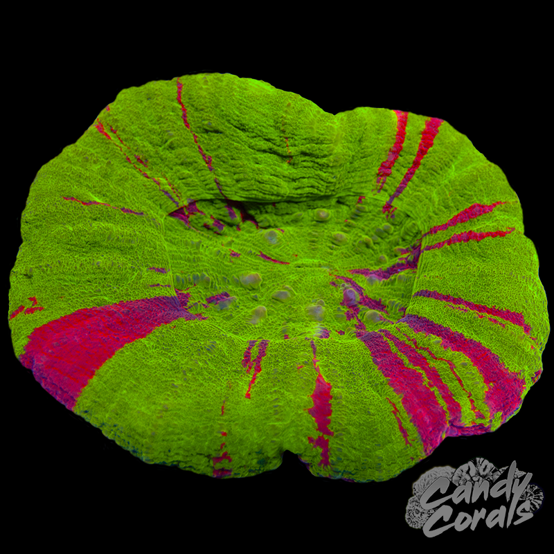 Bleeding Apple Scoly WYSIWYG 86