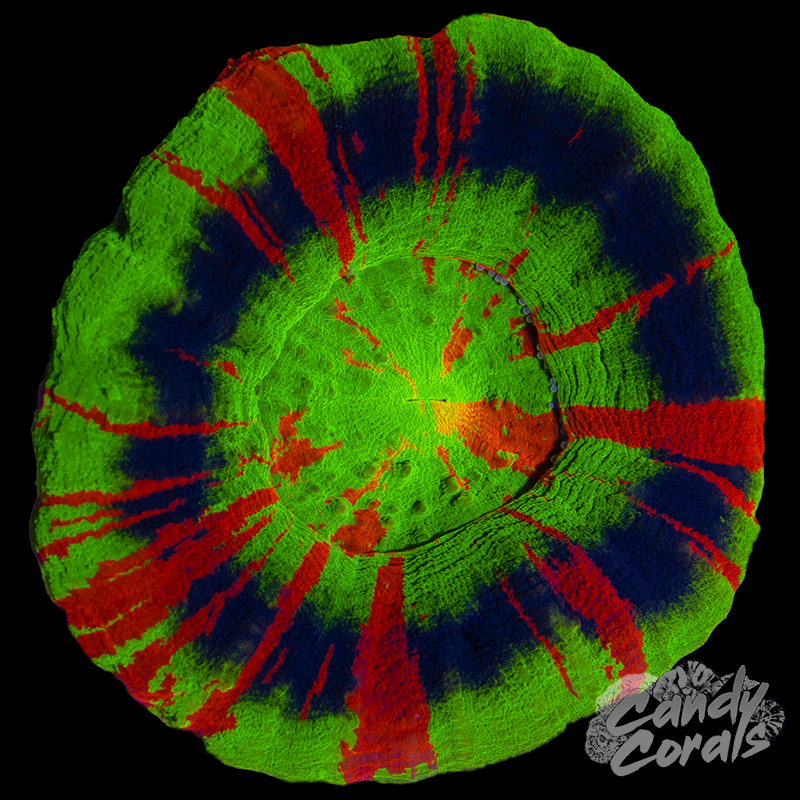 Master Scoly WYSIWYG 62