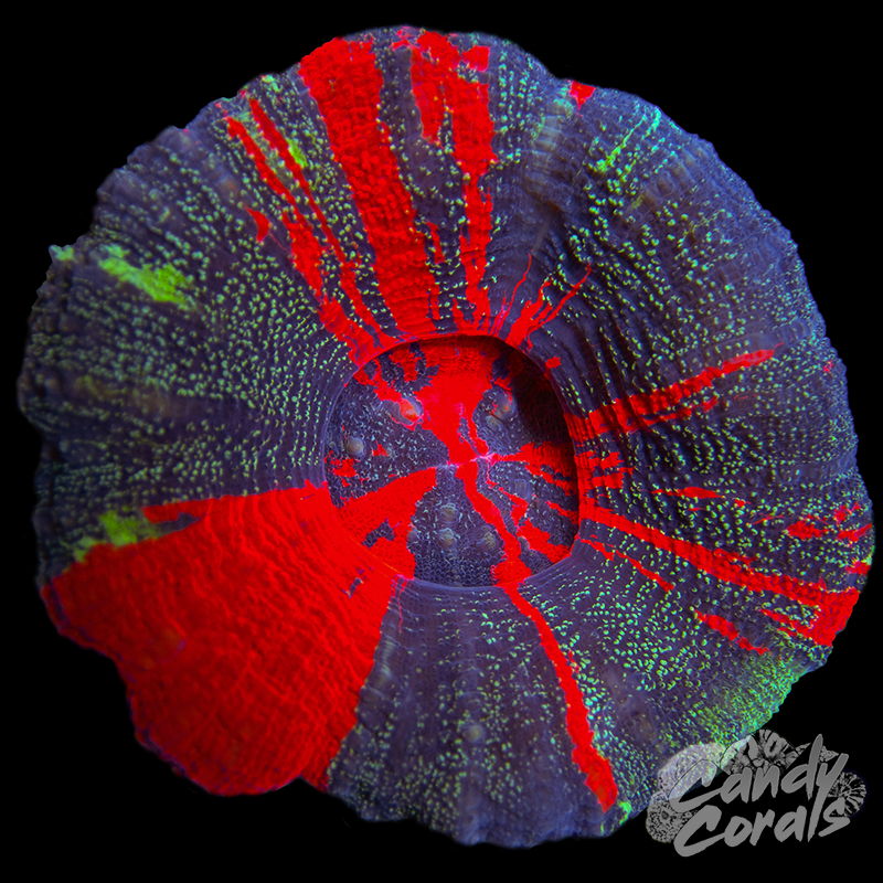 Galaxy War Paint Scoly WYSIWYG 68