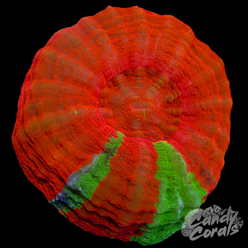 Reverse Bleeding Apple Scoly WYSIWYG 6