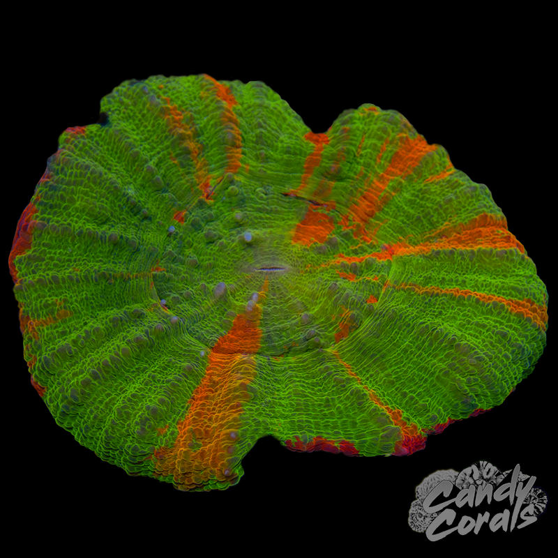 Orange Bleeding Apple Scoly WYSIWYG 48