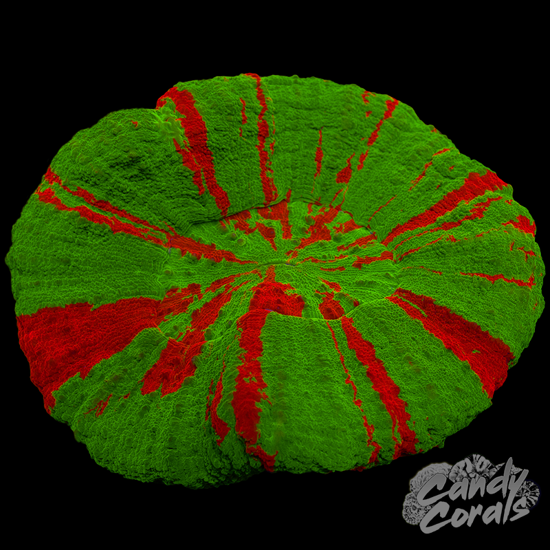 Bleeding Apple Scoly WYSIWYG 45