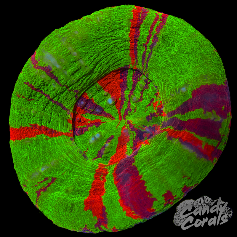 Ultra Scoly WYSIWYG 32