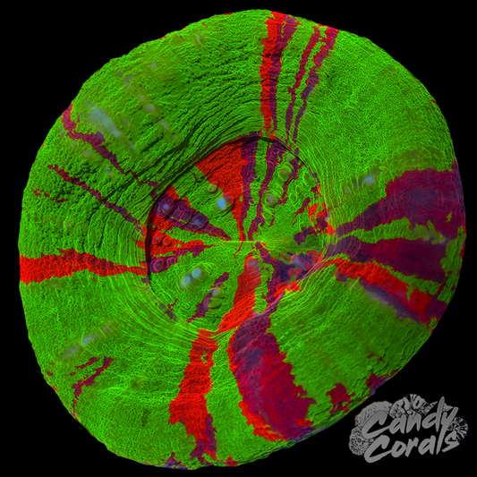 Ultra Scoly WYSIWYG 32