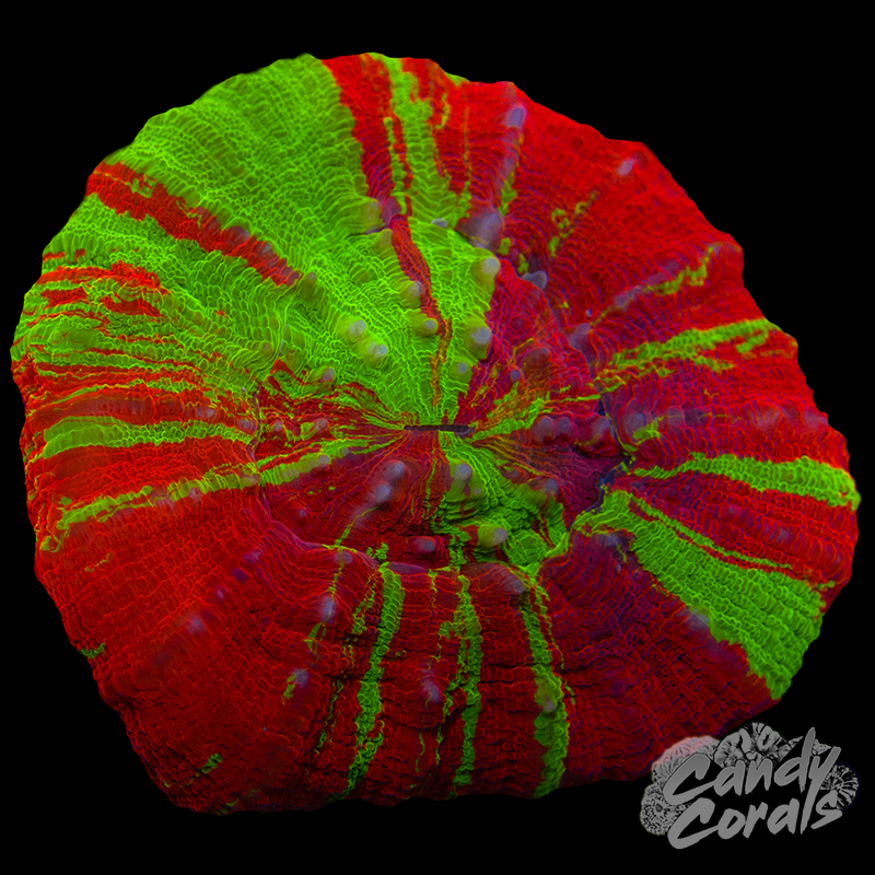 Bleeding Apple Scoly WYSIWYG 41 – Candy Corals