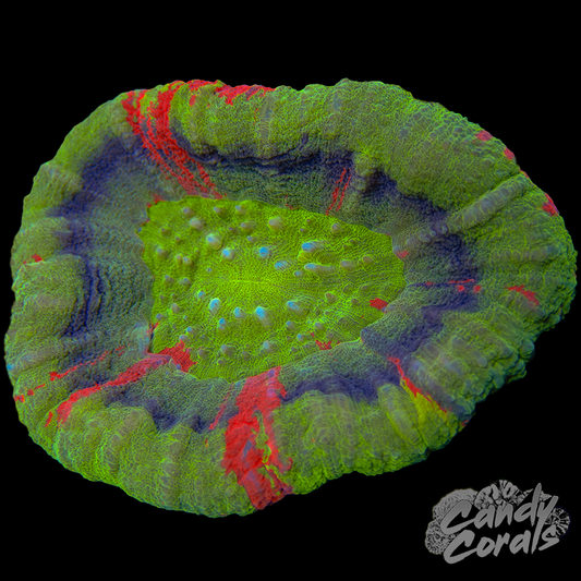 Master Scoly WYSIWYG 55