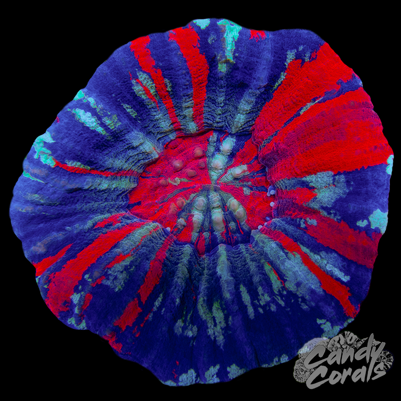 War Paint Scoly WYSIWYG 92