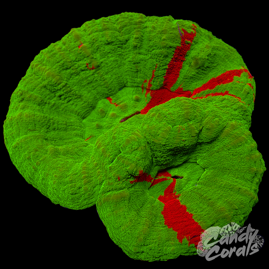 Double Head Ultra Bleeding Apple Scoly WYSIWYG 5