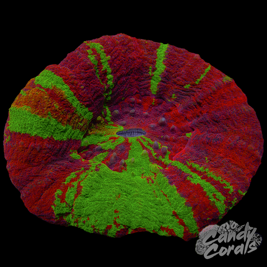 Orange Mouth Reverse Bleeding Apple Scoly WYSIWYG 2