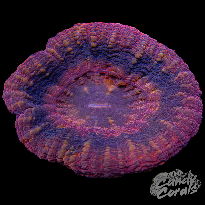 Ultra Scoly WYSIWYG 30