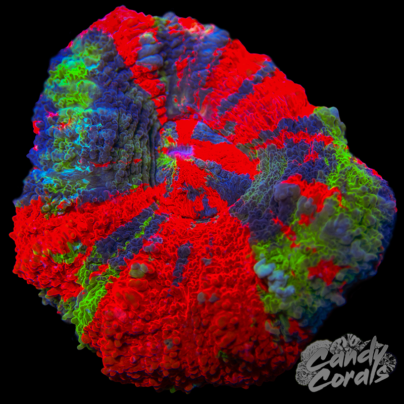 Mini Master Scoly WYSIWYG 24