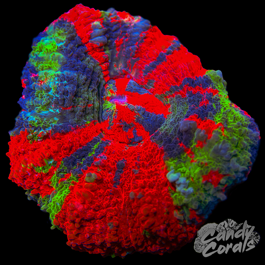 Mini Master Scoly WYSIWYG 24