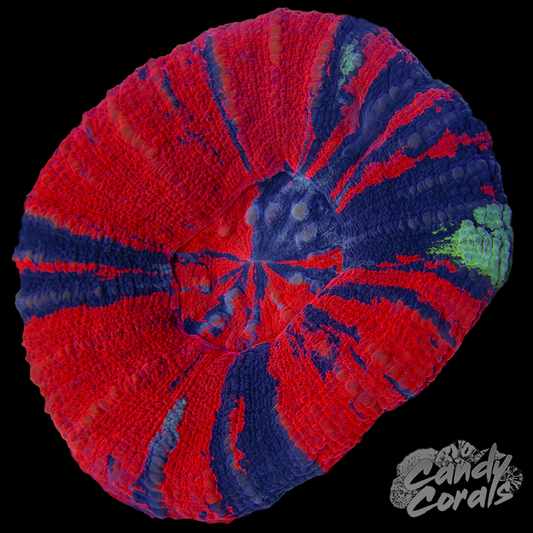 War Paint Scoly WYSIWYG 62