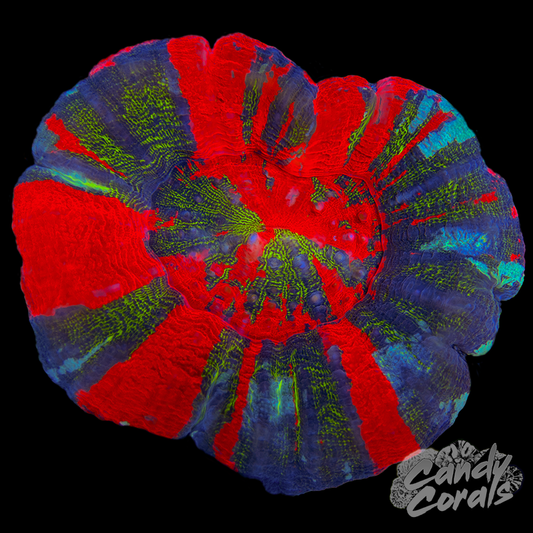 Master Scoly WYSIWYG 63