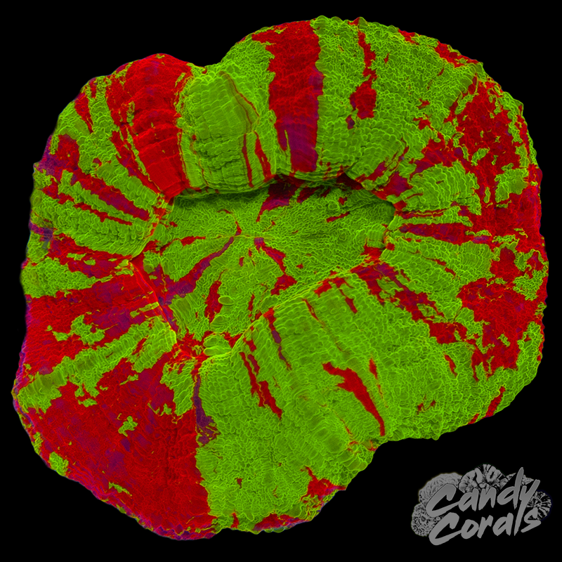 Bleeding Apple Scoly WYSIWYG 93