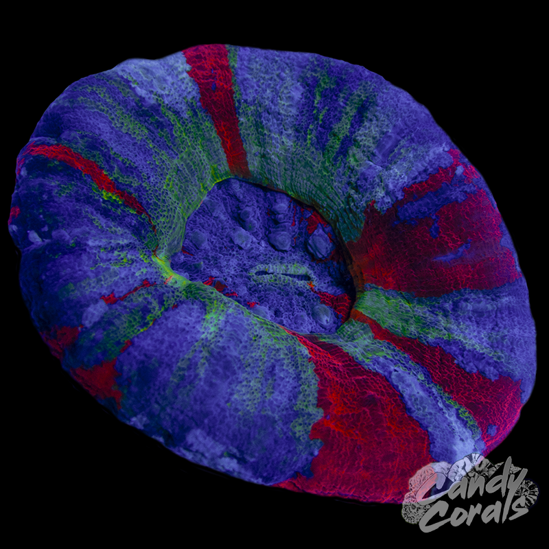 Green Ring War Paint Scoly WYSIWYG 20