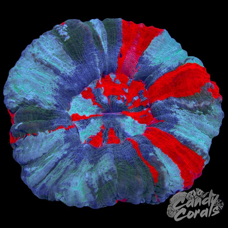 Frosted Dark Bleeding Apple Scoly WYSIWYG 91