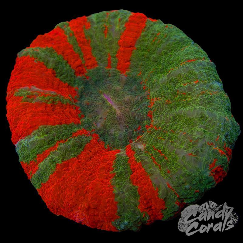 Orange Bleeding Apple Scoly WYSIWYG 49