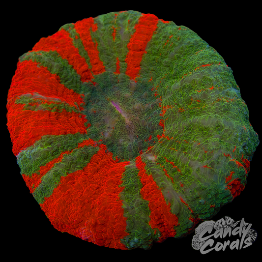 Orange Bleeding Apple Scoly WYSIWYG 49