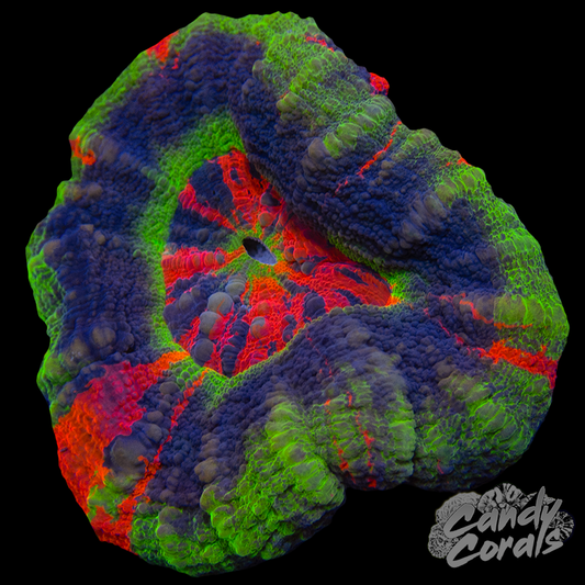 Master Scoly WYSIWYG 51