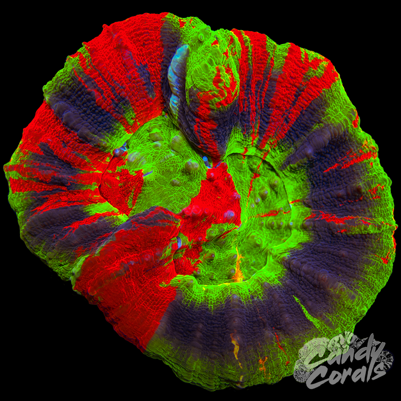 Double Head Master Scoly WYSIWYG 58