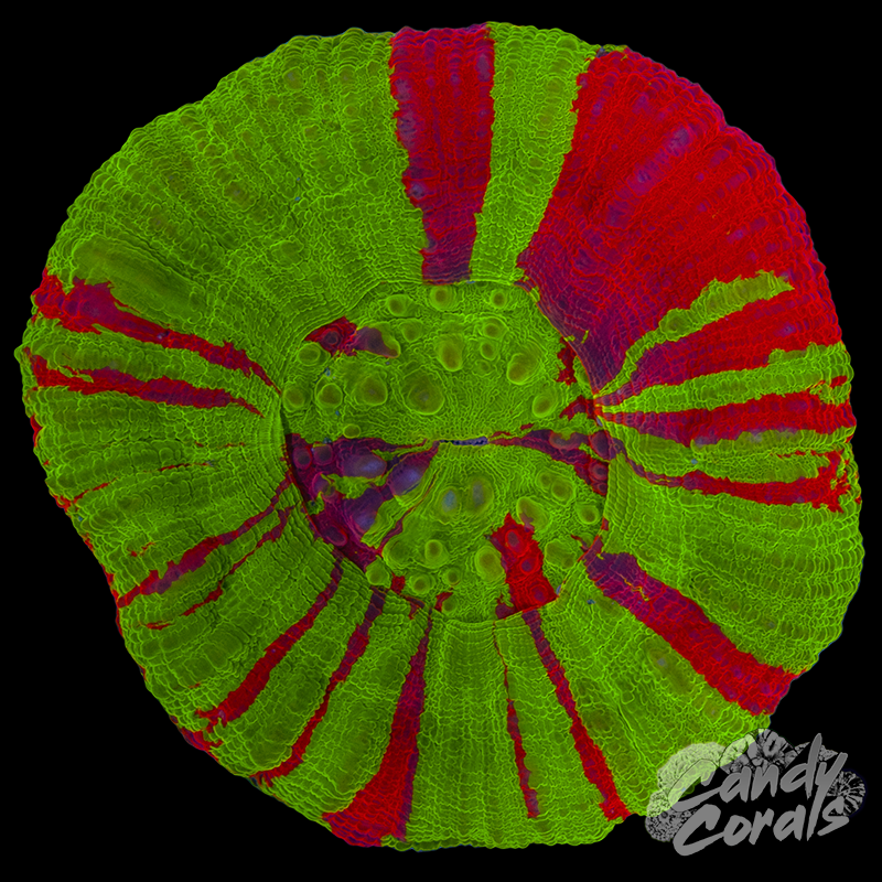 Bleeding Apple Scoly WYSIWYG 94