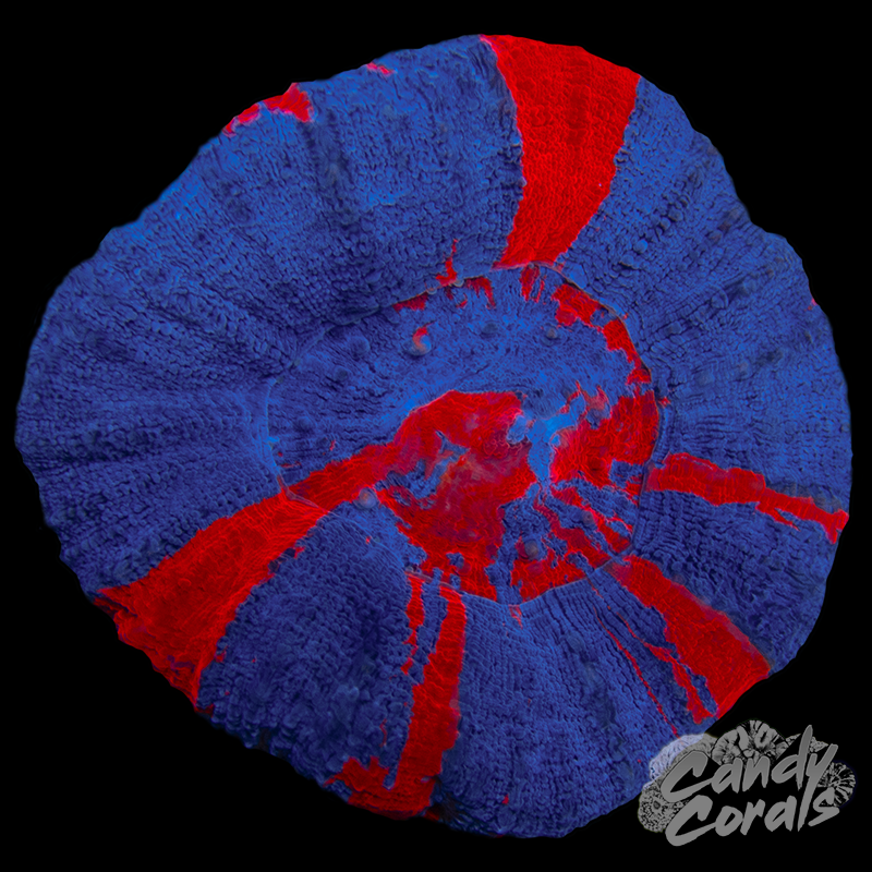 Superman Scoly WYSIWYG 8