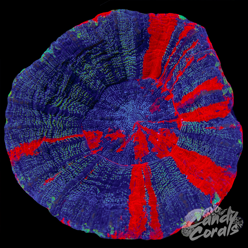 Galaxy War Paint Scoly WYSIWYG 31