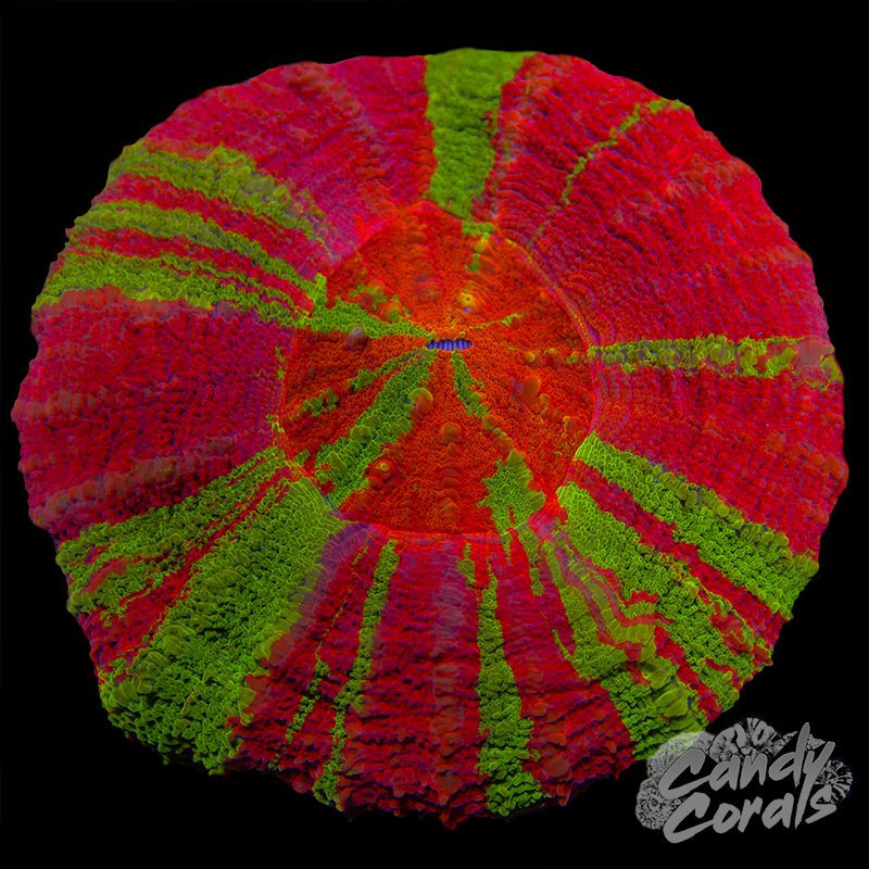 Bleeding Apple Scoly WYSIWYG 94